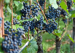 Torchlit walk to a vineyard dinner