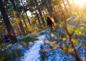 Winter forest experiences with your team Winter or Christmas events for your team in the magical winter forest
