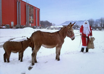 Winterzauber in der Waldhütte