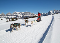 Schlittenhunde-Rundfahrt Flumserberg