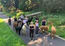 Alpaca trekking in the Emmental valley