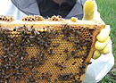 Visite chez un apiculteur
