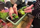 Ses propres légumes sur le rebord de la fenêtre