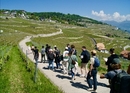 Randonnée viticole, dégustation et missions collaboratives au bord du lac Léman
