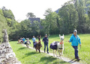 Lama trekking in the Bernese Oberland