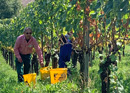 Tour of the vineyard with collaboration with the winegrower